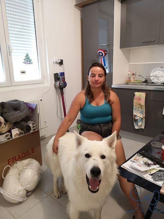 Boubou #bergerblancsuisse arrivé depuis peu chez s