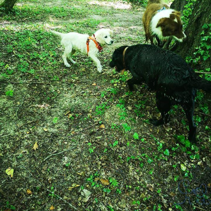 Odin, #staffie en plein apprentissage du rappel !