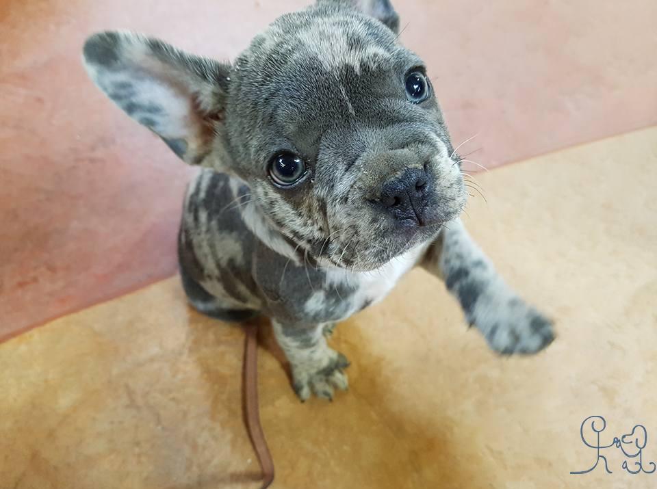 La petite bulldog français et le cane corso