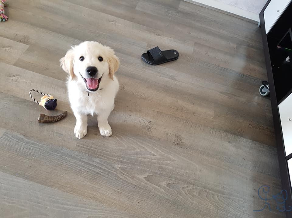 Chays, le bébé goldenretreiver