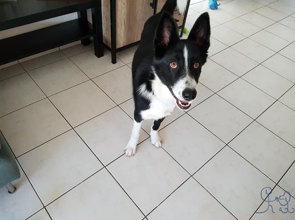 Drago, à adopter !
