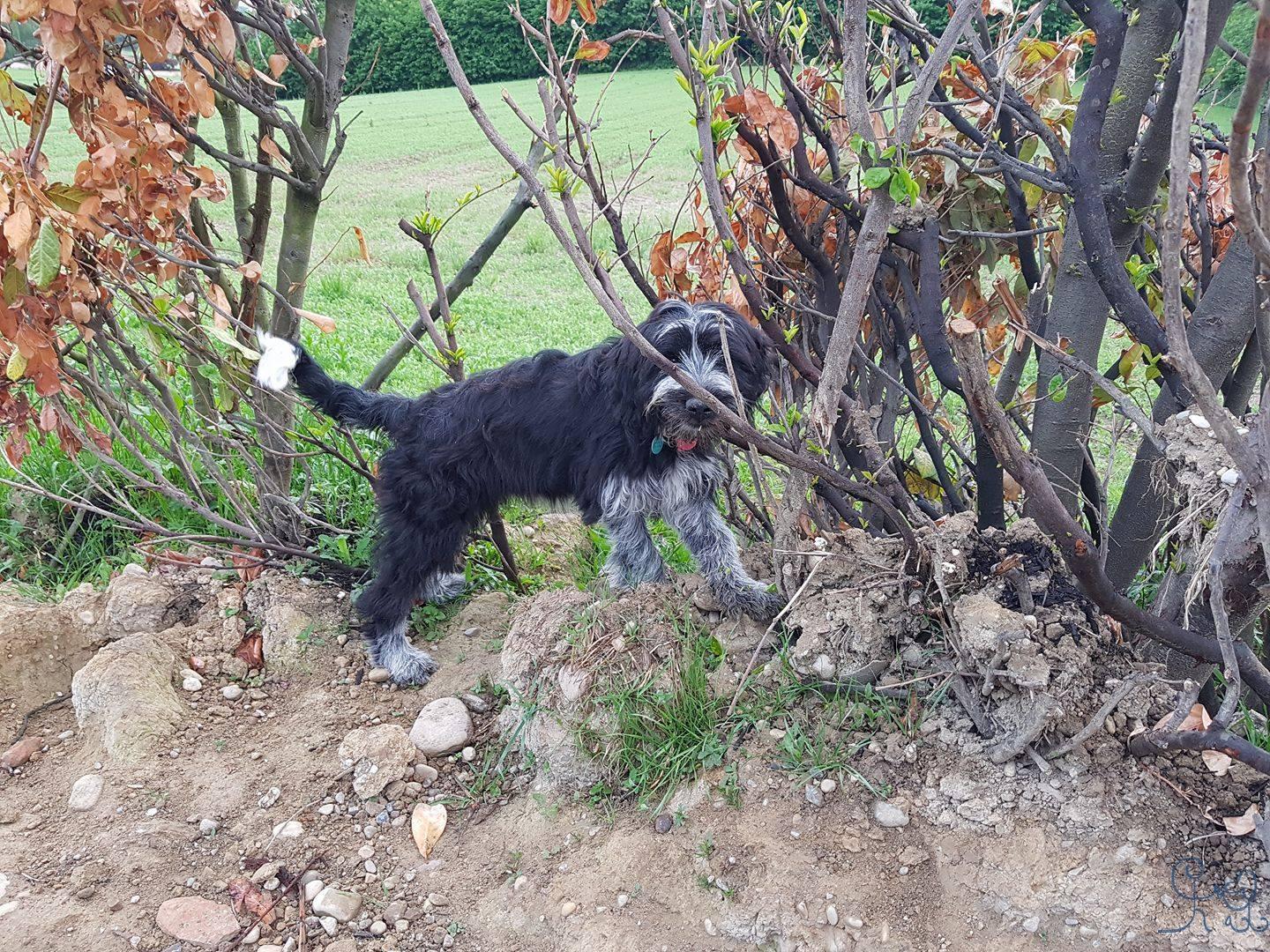 Une petite bearded x griffon