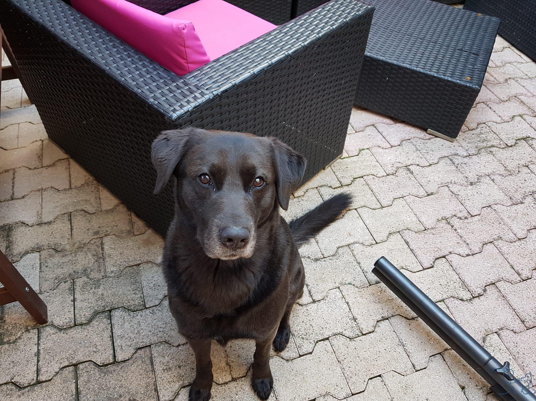 Jackson labrador & bordercollie