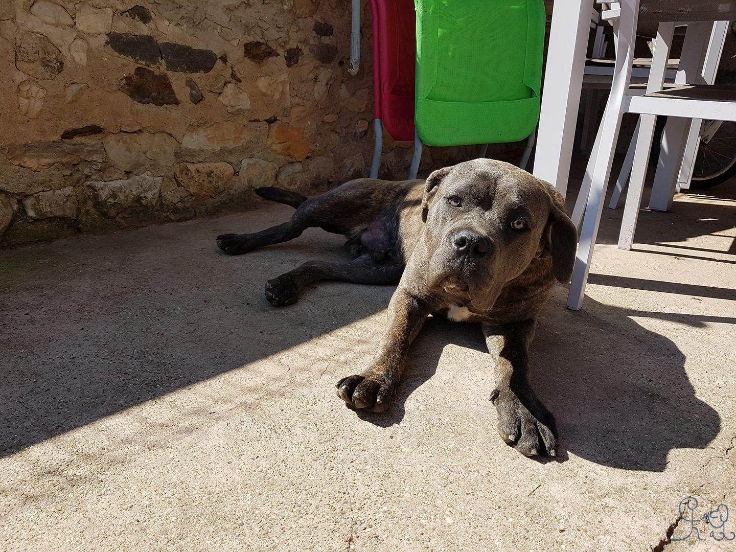 Narco, grand bébé Cane Corso