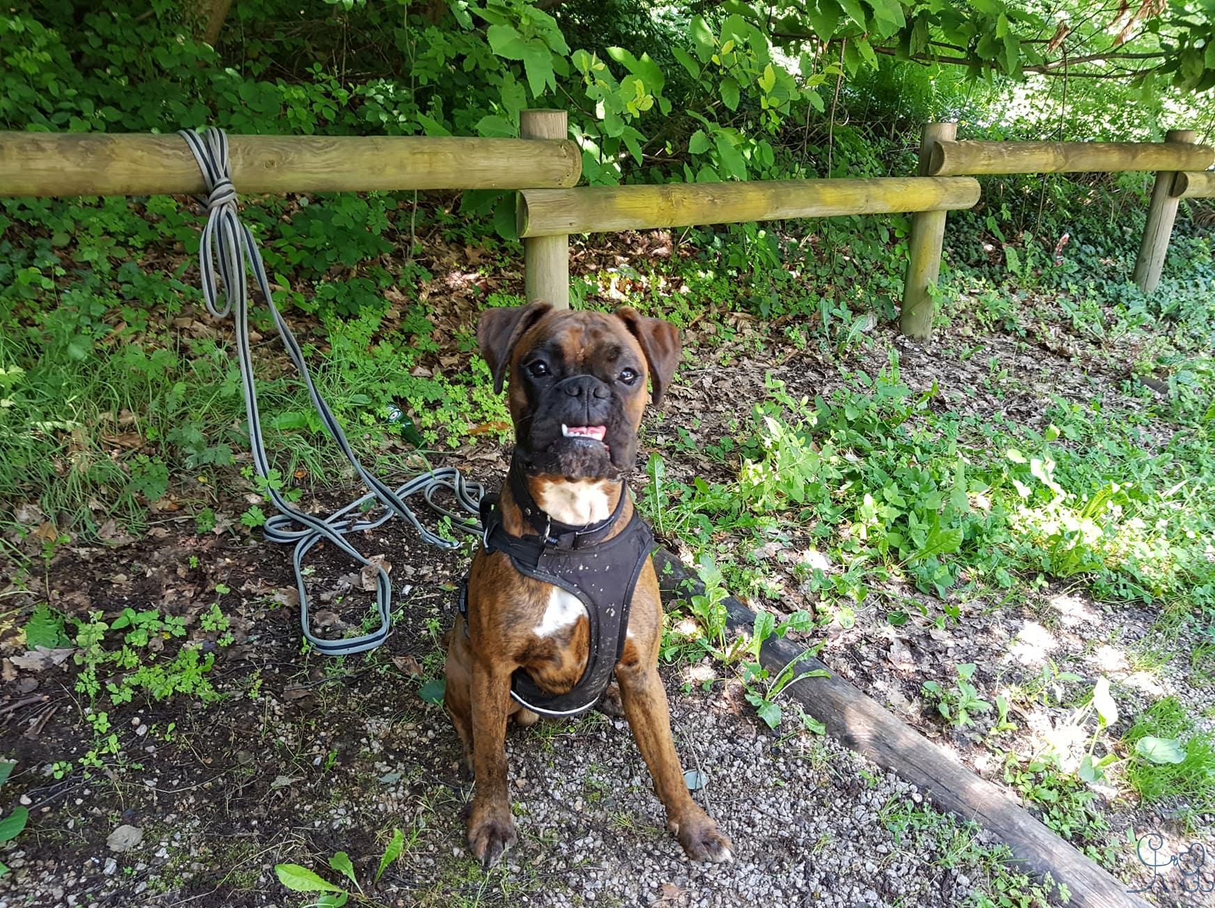 Néo, jeune boxer