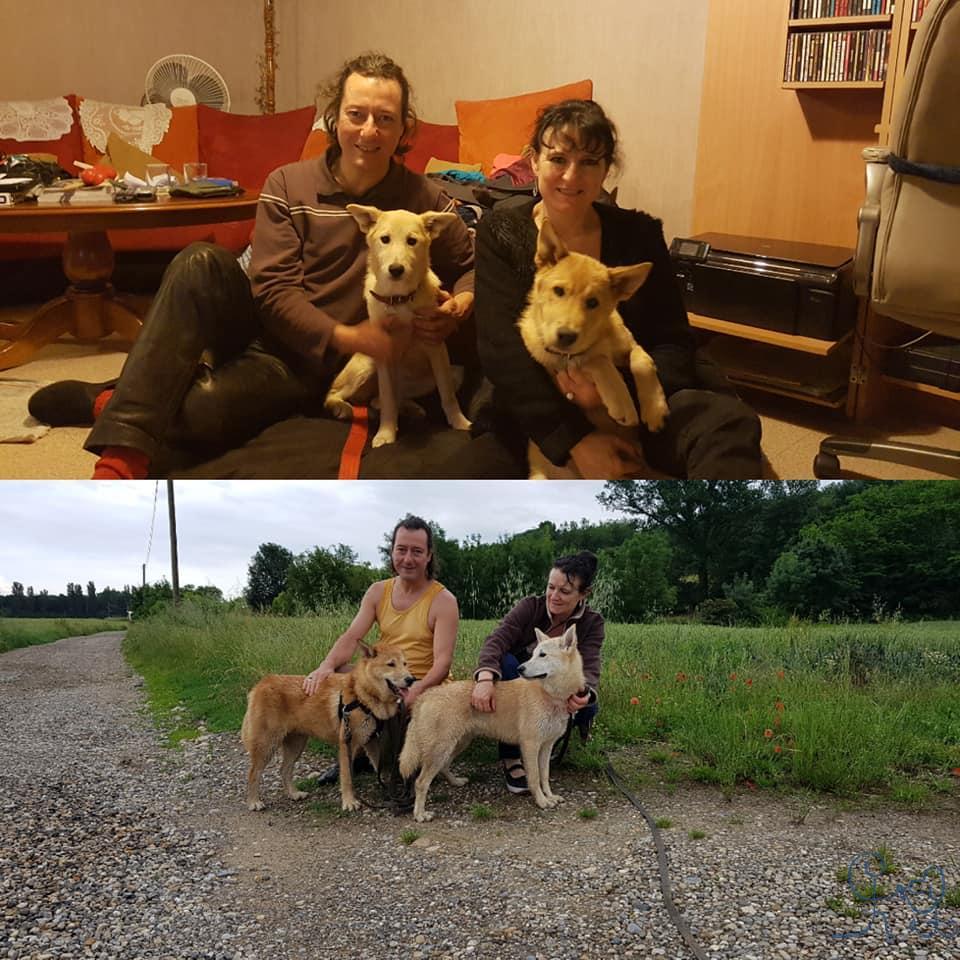 Néo et Natty, chiens de canaan