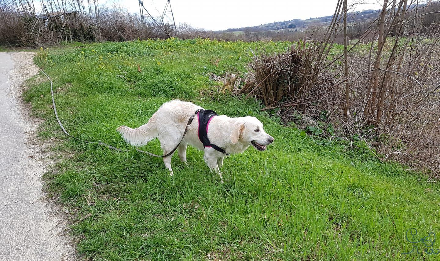 Nevada, Golden Retriever