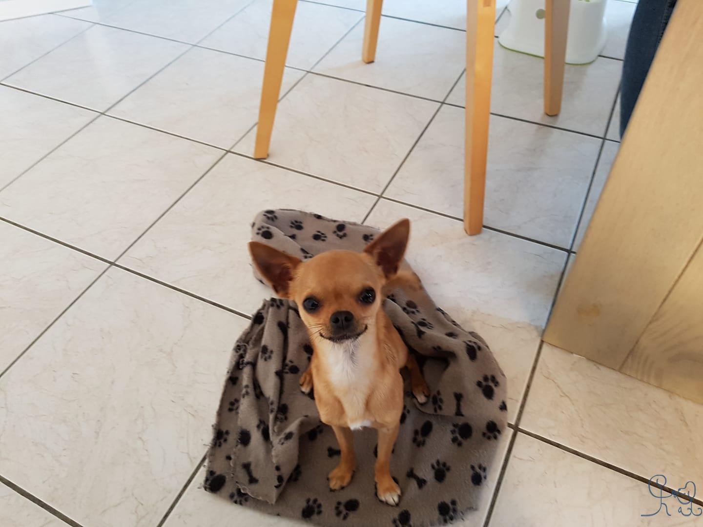 Newton, chihuahua trop sympa