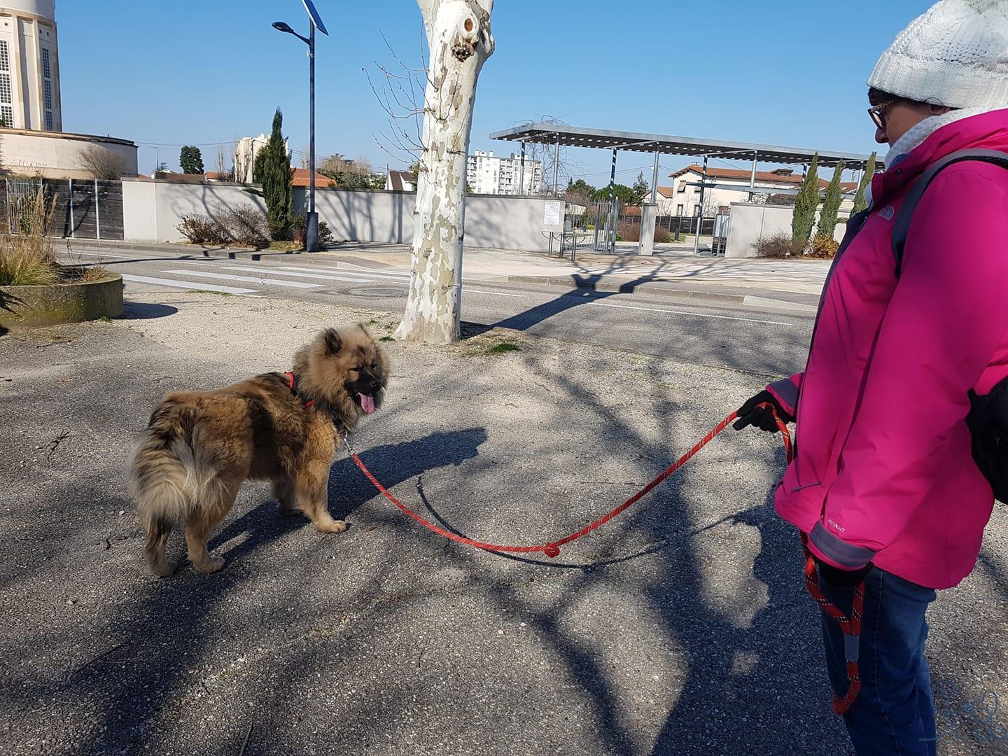 Nooky, jeune Eurasier