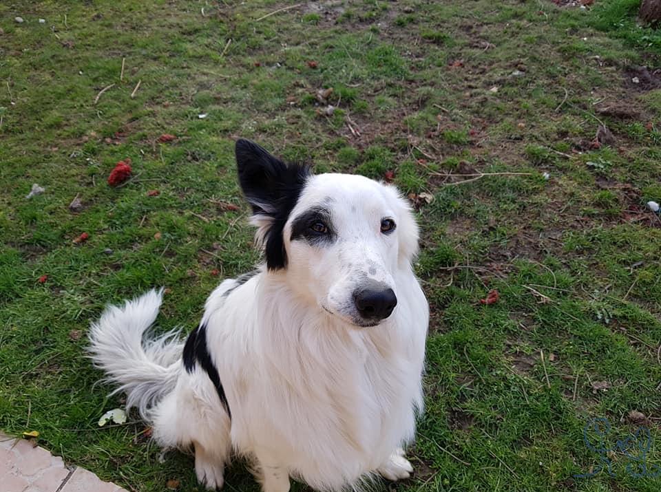 Nyx, Border Collie