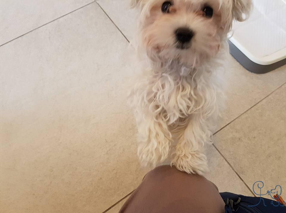 Olly, bichon maltais