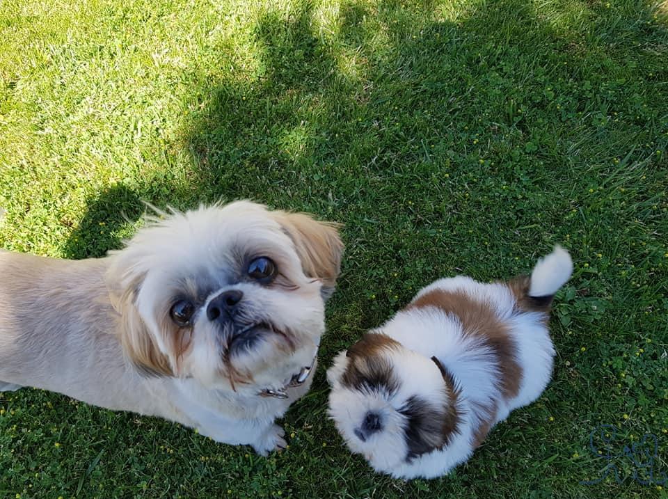 Oscar et Lola, shitzu