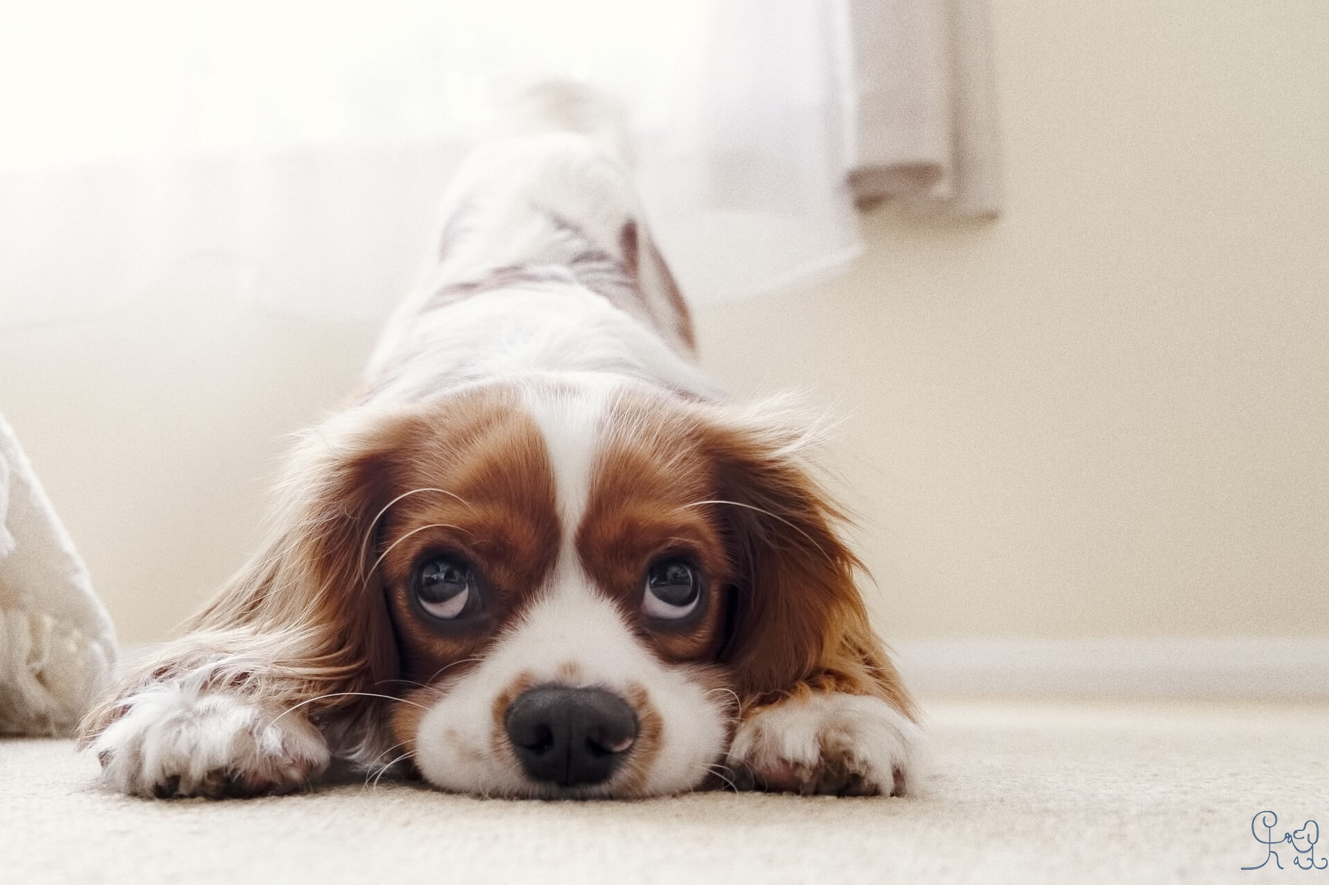 Voici le live de ce matin concernant l'olfaction chez le chien!