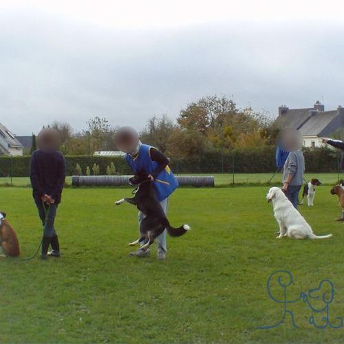 Dressage de chiens : solidarité de centaines d'édu