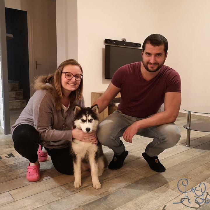 [chiots] un nouveau bébé chez #objectifchiens, petite Skiwie #siberianhusky !