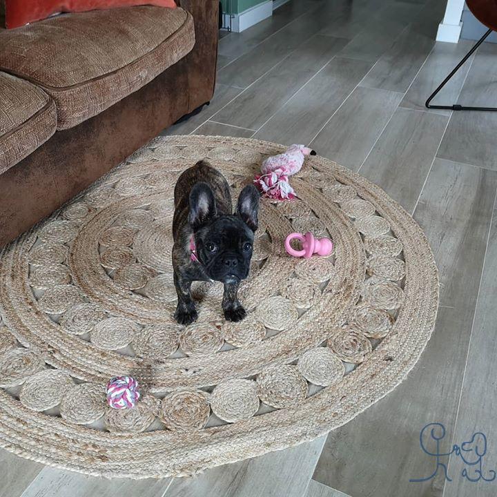 [chiots] Rose, petite #bulldogfrances, bienvenue chez #objectifchiens !