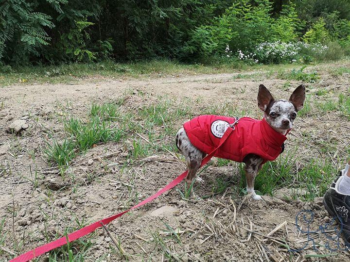 Et à la rentrée, bienvenue à Noisette #chihuahua 