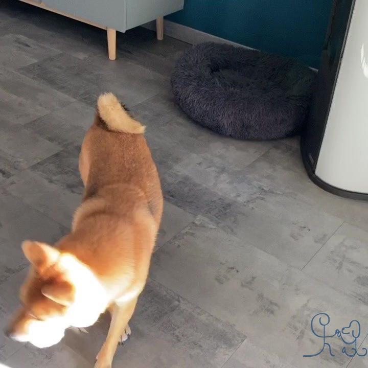 Et hop! Yoshi #shibainu                           