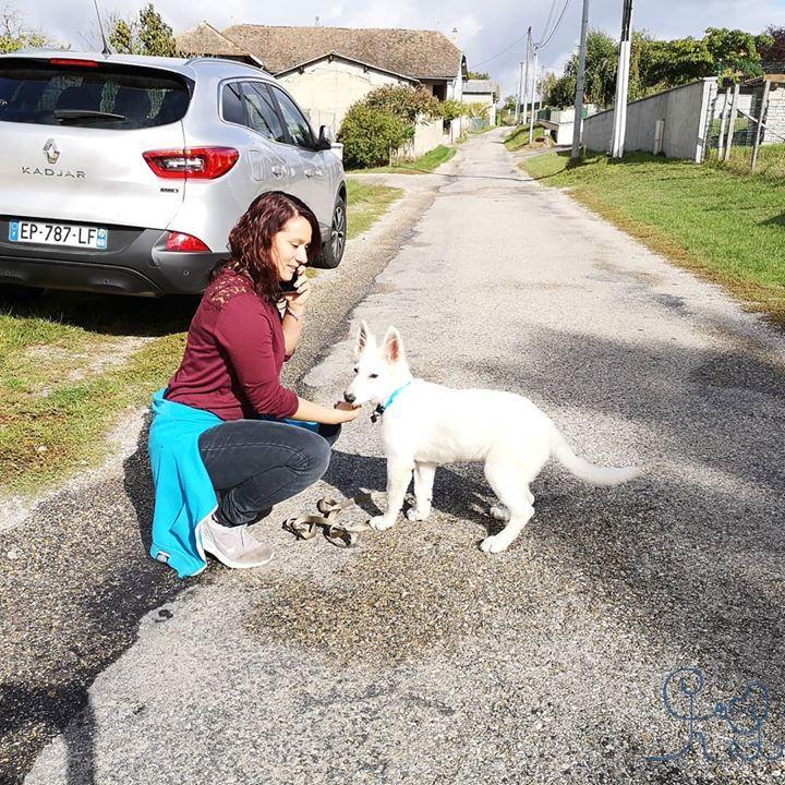 [RENCONTRE] Bienvenue à Kovu, le Berger Blanc Suisse 