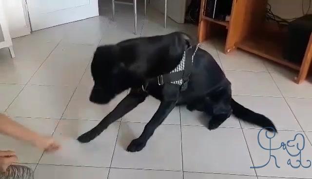 Melyne, 12 ans et Pixel, une très jolie complicité Melyne, 12 ans et Pixel, une très jolie complicité