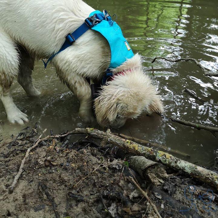 Ca y est, c est sûr, Jolene est une vraie #goldenretriever  !