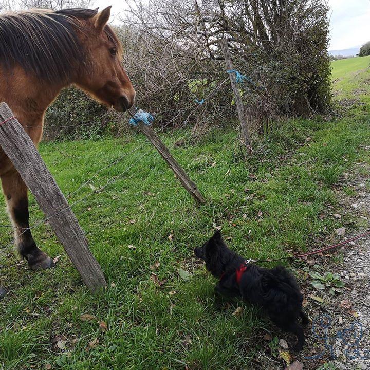 [rencontres] pour Pirate #spitz lors d une, séance extérieure !