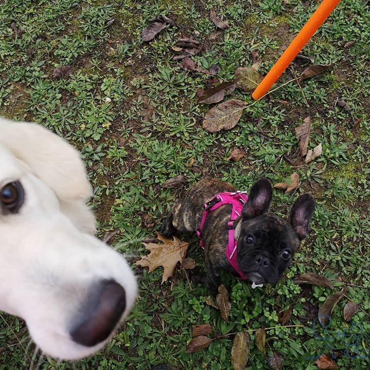 [Divers] Jolène #goldenretriever et Rose #bulldogf