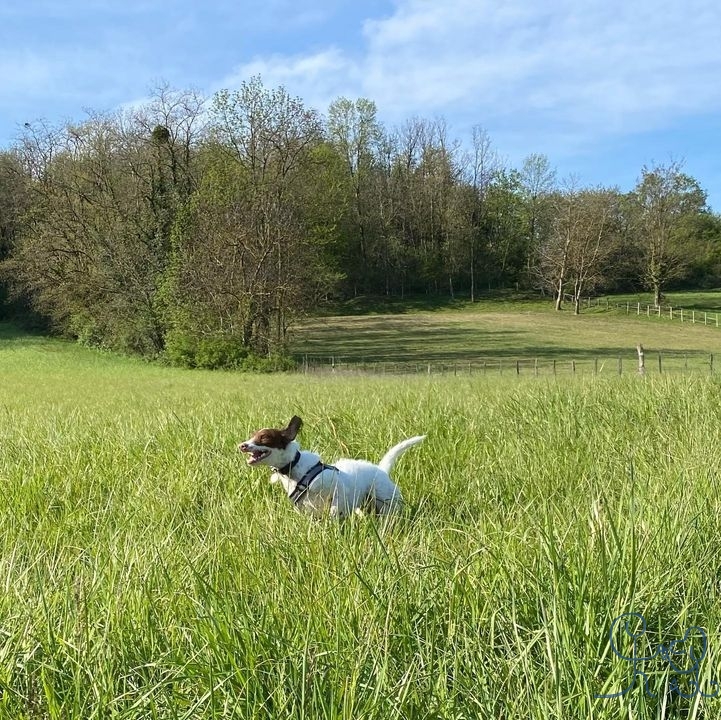 Chiens en balade, chiens heureux!