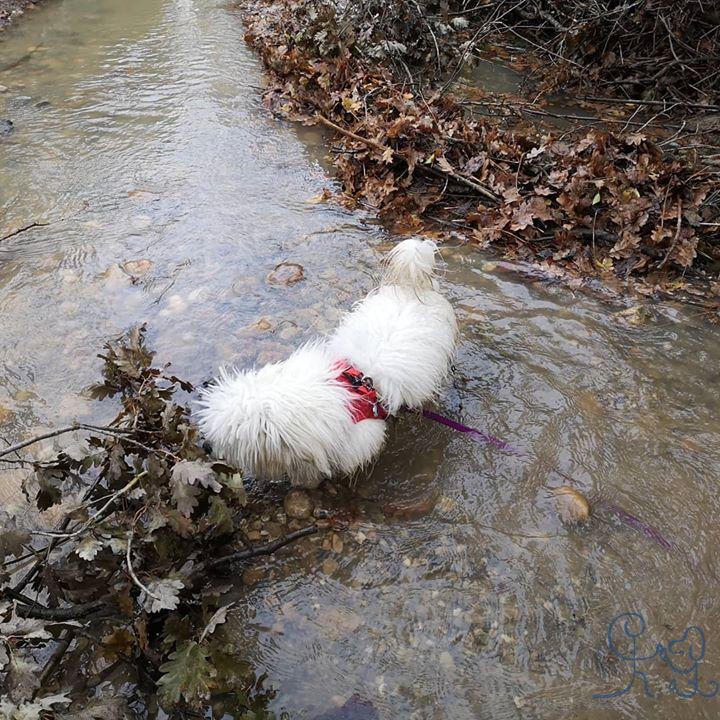 [Divers] Voici Phocus, #cottondetulear parceque mê