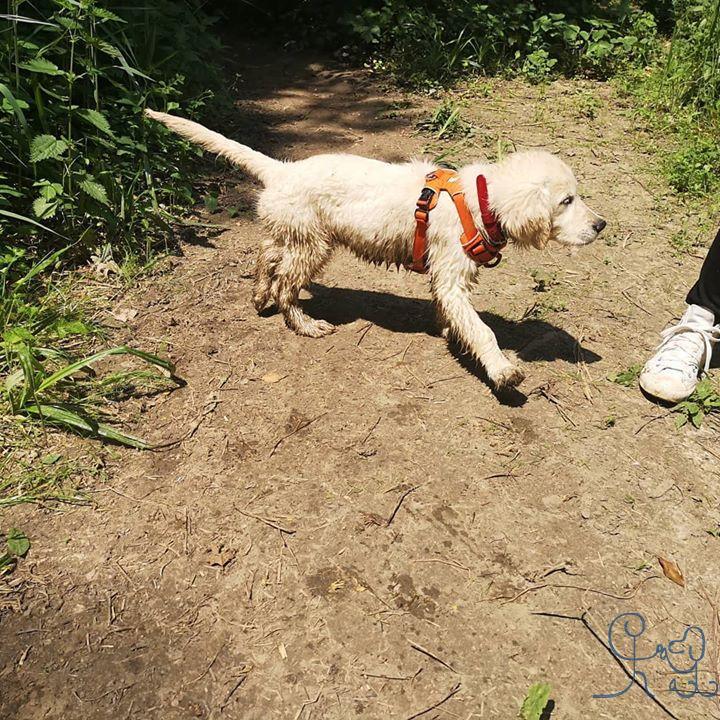 Balade dans les bois = bébé cracra , Jolene #goldenretriever