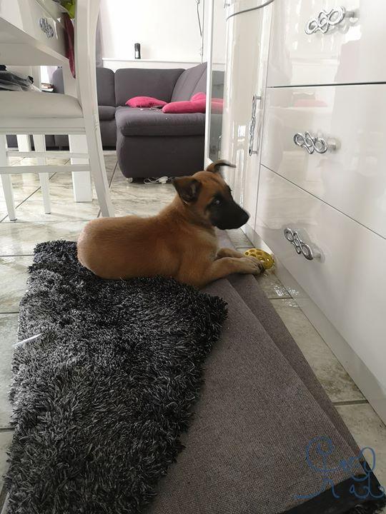 Panco #bergerbelgemalinois, bienvenue cjes les tout petits d #objectifchiens 