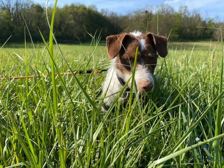 Pongo, x #foxterrier adopté il y a quelques semain