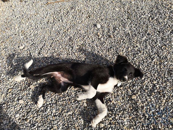 Pytha, petite #bordercollie trop mignonne, bienven