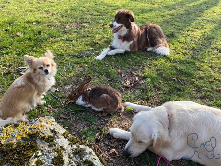 Quand les rôles s inversent et que Panpan surveille les chiens...