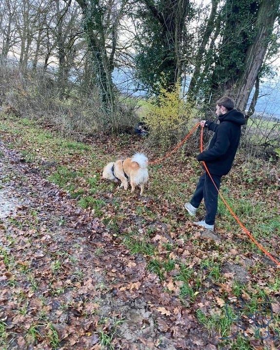 Magnifique séance de pistage avec Ranger #eurasier.