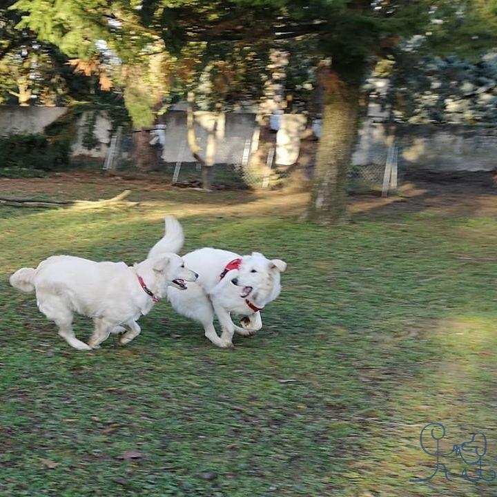 Un special Jolene #goldenretriever qui apprend son