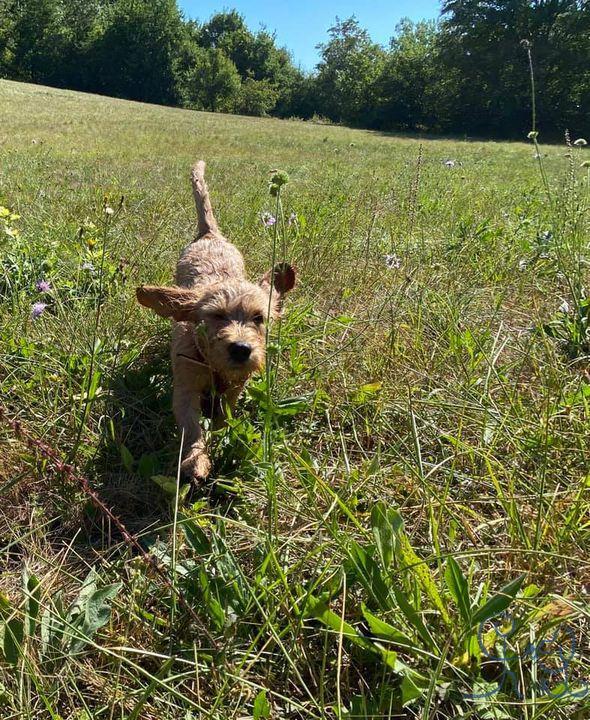 La petite Rouky dans la prairie () prime danse ore