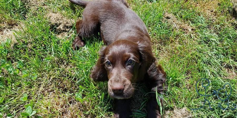 Baloo, le Bouvier Bernois et Ornella, le Cocker