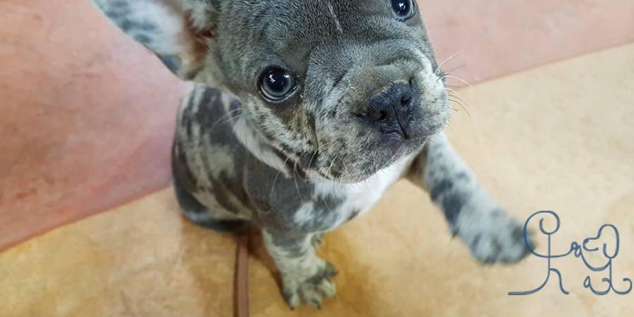 La petite bulldog français et le cane corso