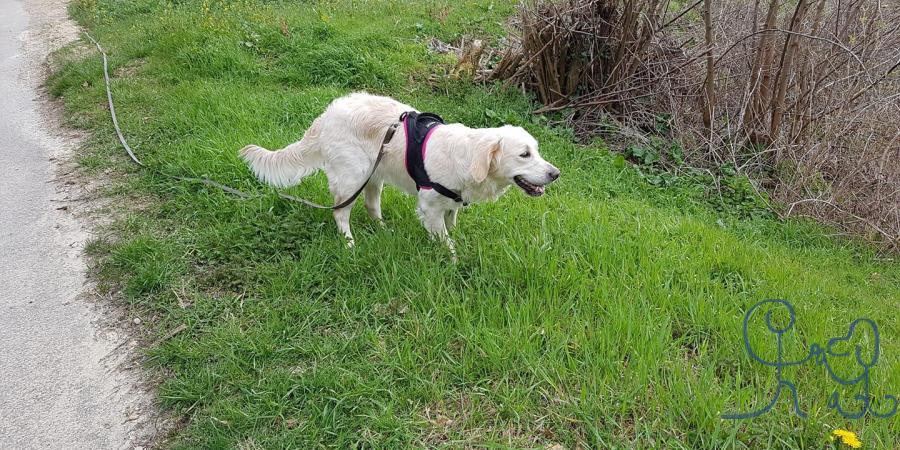 Nevada, Golden Retriever