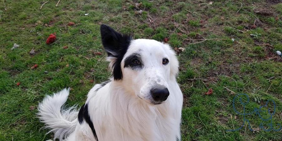 Nyx, Border Collie