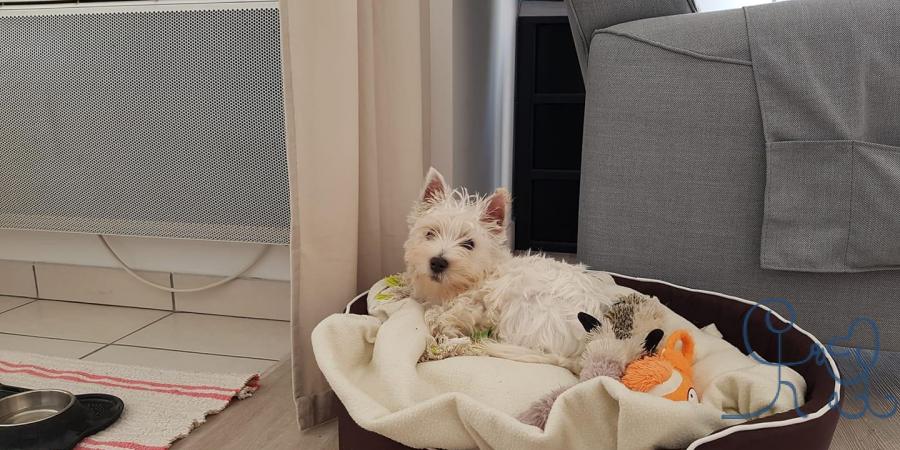 Bébé Ouiny petite westie