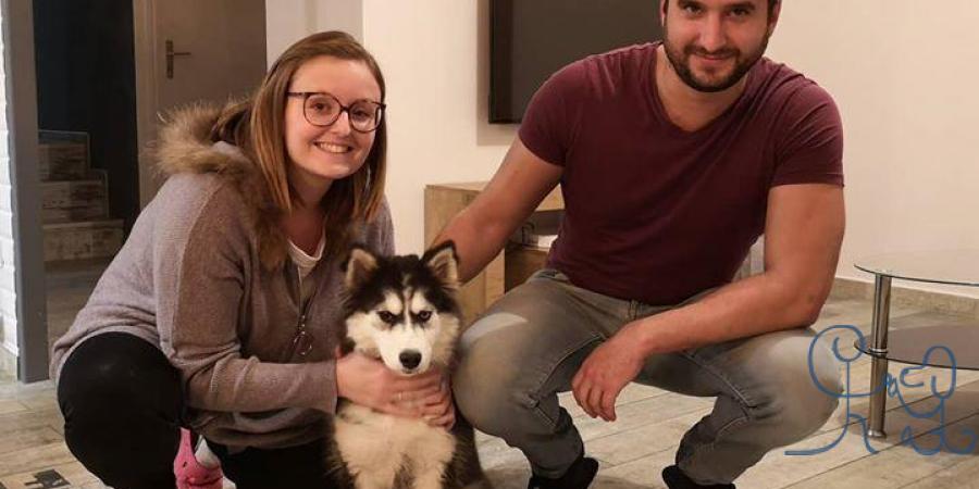 [chiots] un nouveau bébé chez #objectifchiens, petite Skiwie #siberianhusky !
