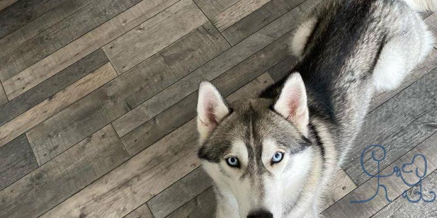 #foryoureyesonly // Pacman #siberianhusky #educate