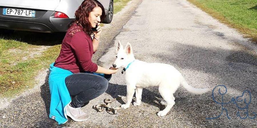 [RENCONTRE] Bienvenue à Kovu, le Berger Blanc Suisse 