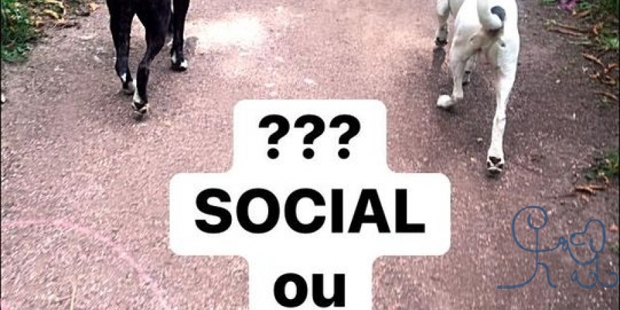 Merci à L’identité du CHIEN l’individu à l’autre b