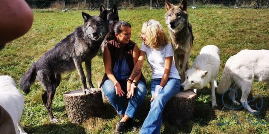 Moment hors du temps avec Marion Guillet Chiens Complices