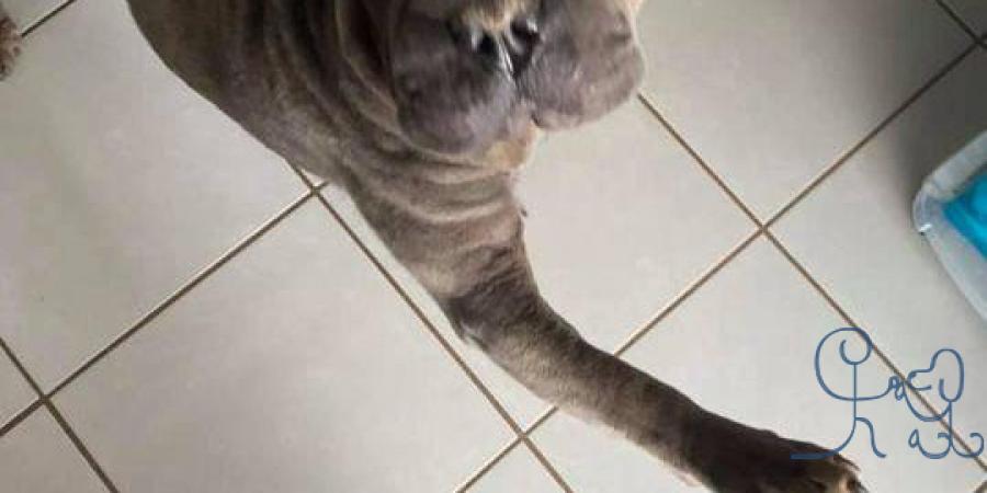 Le bonjour de Nice!  #sharpei