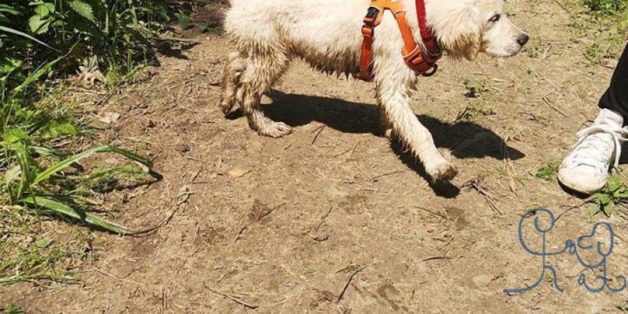 Balade dans les bois = bébé cracra , Jolene #goldenretriever