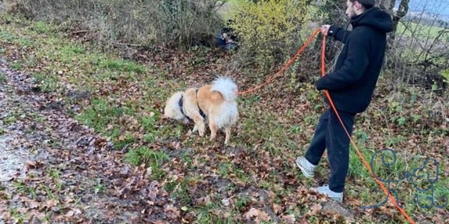 Magnifique séance de pistage avec Ranger #eurasier.